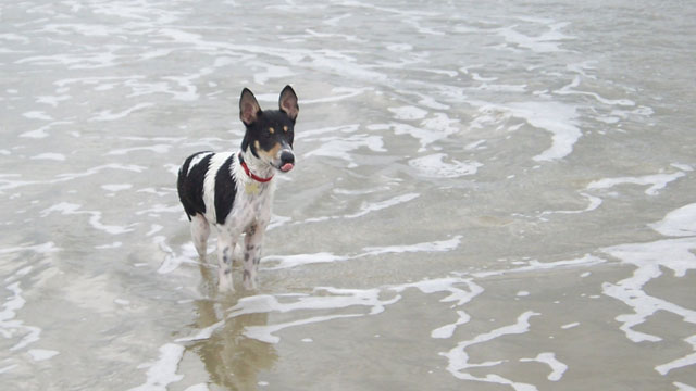Pace at St. Augustine Beach